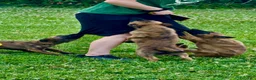 Pastore Olandese cani in vendita: Cuccioli di pastore olandese con pedigree - Annuncio 4