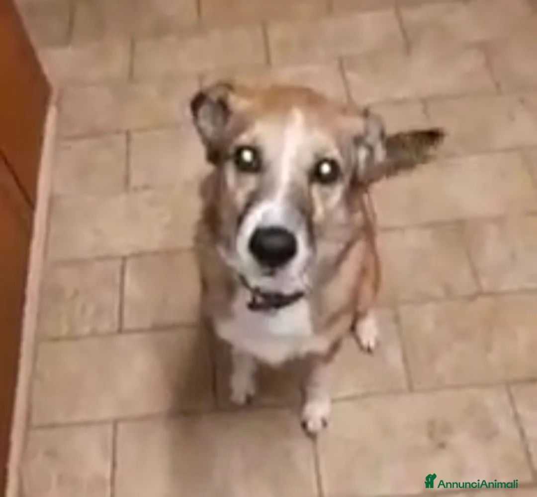 Meticcio cani in regalo: 8anni kg16 mollata 4anni fa dai padroni.PIACENZA a Città Metropolitana di Milano - Annuncio 2