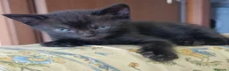 Meticcio gatti in regalo: Piccoli micetti cercano casa assieme - Annuncio 1