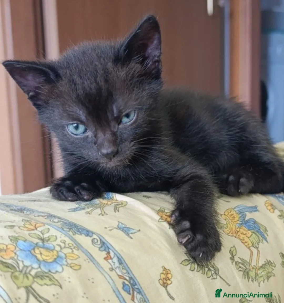Meticcio gatti in regalo: Piccoli micetti cercano casa assieme - Annuncio 1