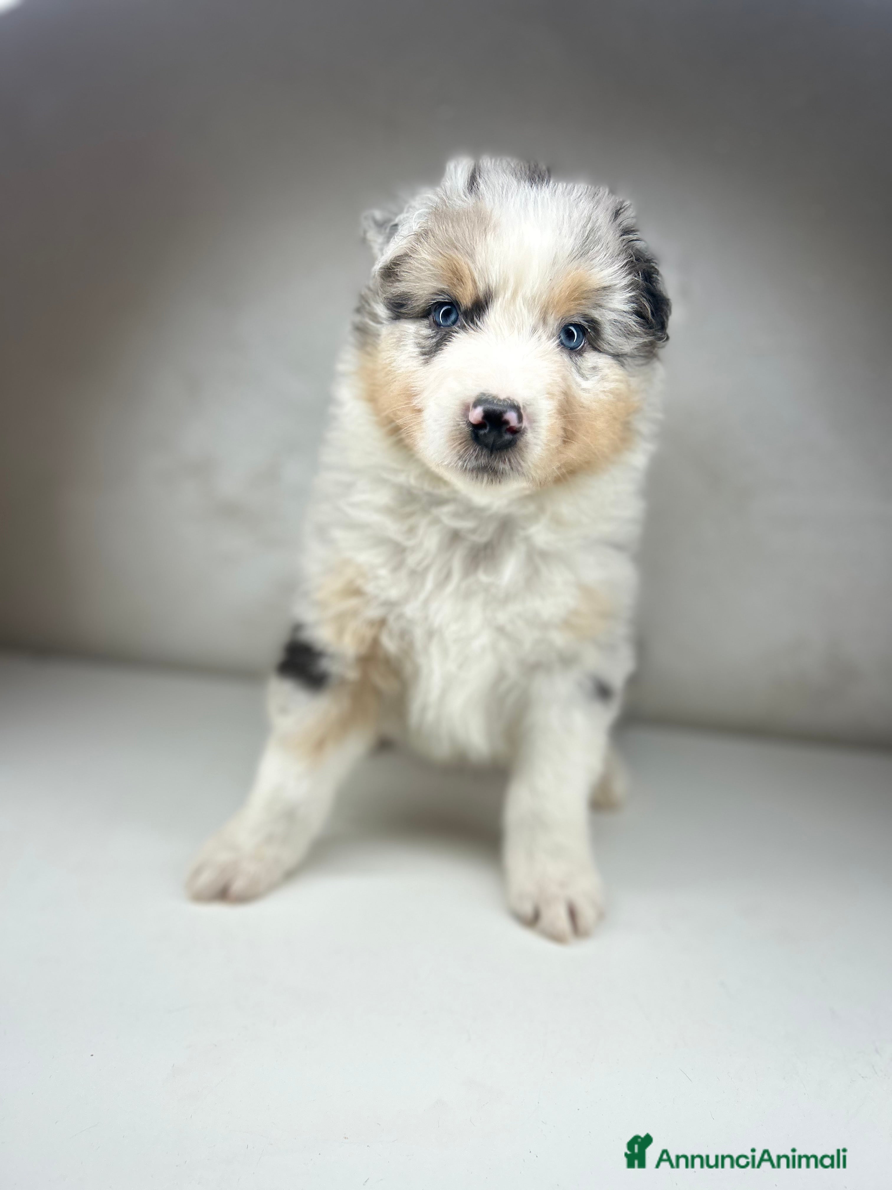 Australian Shepherd cani Cucciolo pastore australiano  a Provincia di Padova - Annuncio 1