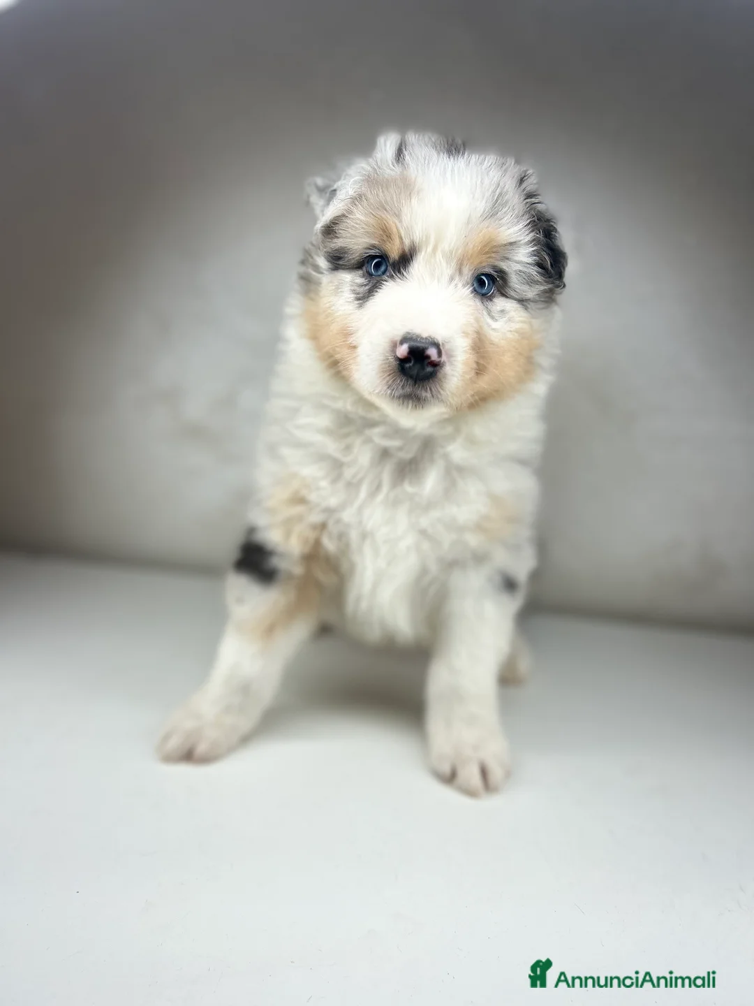 Australian Shepherd cani in vendita: Cucciolo pastore australiano  a Provincia di Padova - Annuncio 1