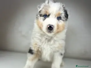 Australian Shepherd cani Cucciolo pastore australiano a Provincia di Padova - Annuncio 1