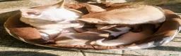 Chihuahua cani in vendita: Chihuahua - Annuncio 8