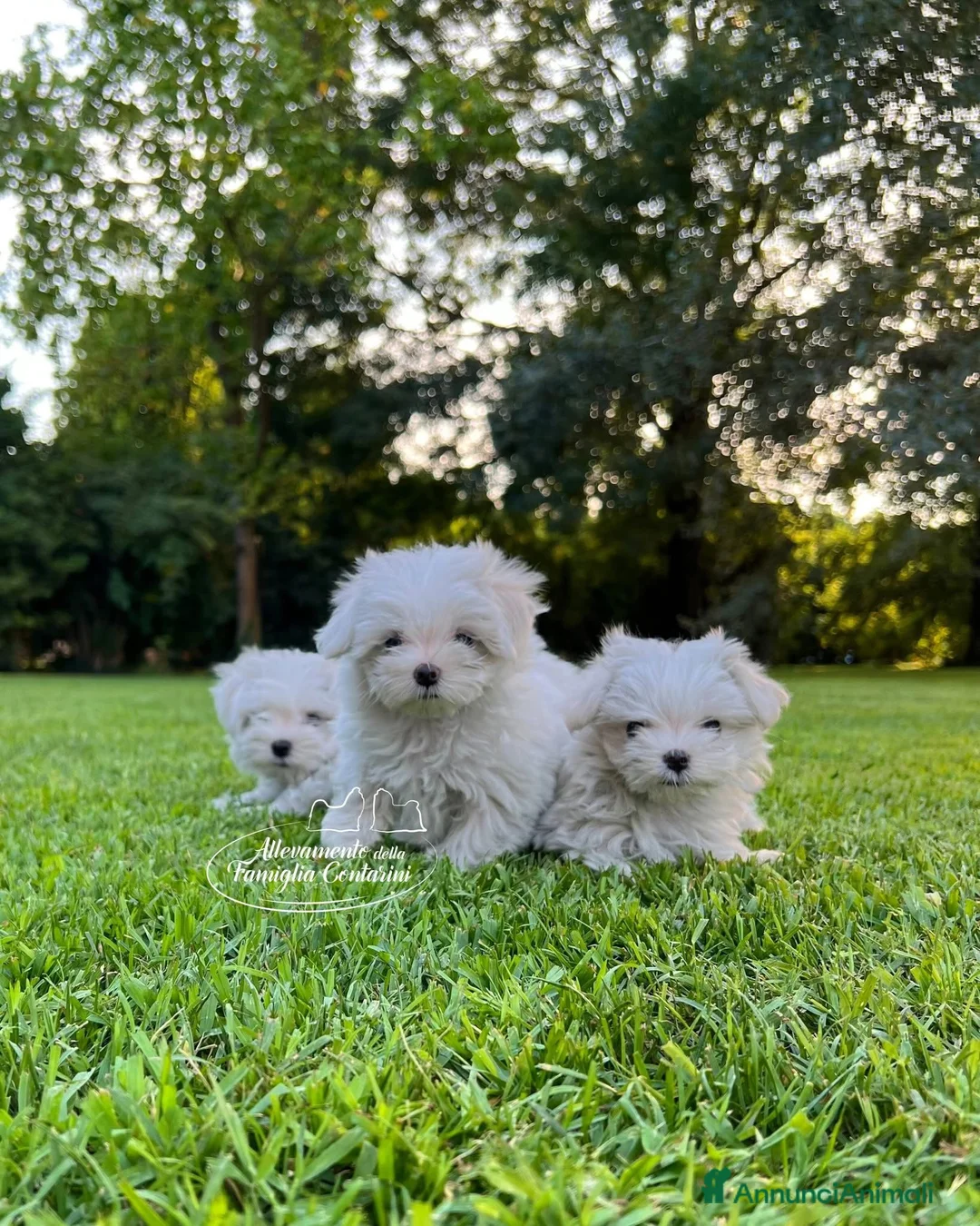 Maltese cani in vendita: CUCCIOLI MALTESE a Provincia di Treviso - Annuncio 1