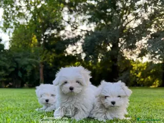 Maltese cani CUCCIOLI MALTESE - Annuncio 2