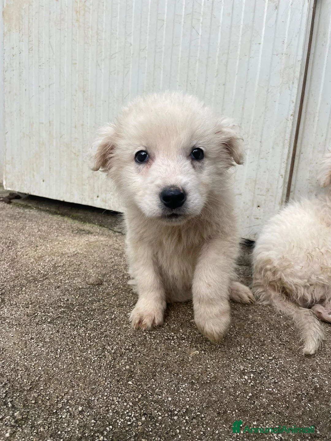 Meticcio cani in regalo: LE FANTASTICHE FREYA e RUNA - Annuncio 3