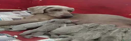 Weimaraner cani in vendita: WEIMARANER splendidi cuccioli  - Annuncio 6