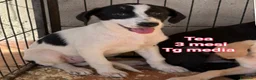 Meticcio cani in regalo: TANTI CUCCIOLI SOLI  a Provincia di Vicenza - Annuncio 8