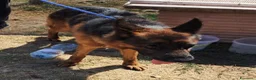 Pastore Tedesco cani in regalo: Matt, spettacolare pastore tedesco - Annuncio 3