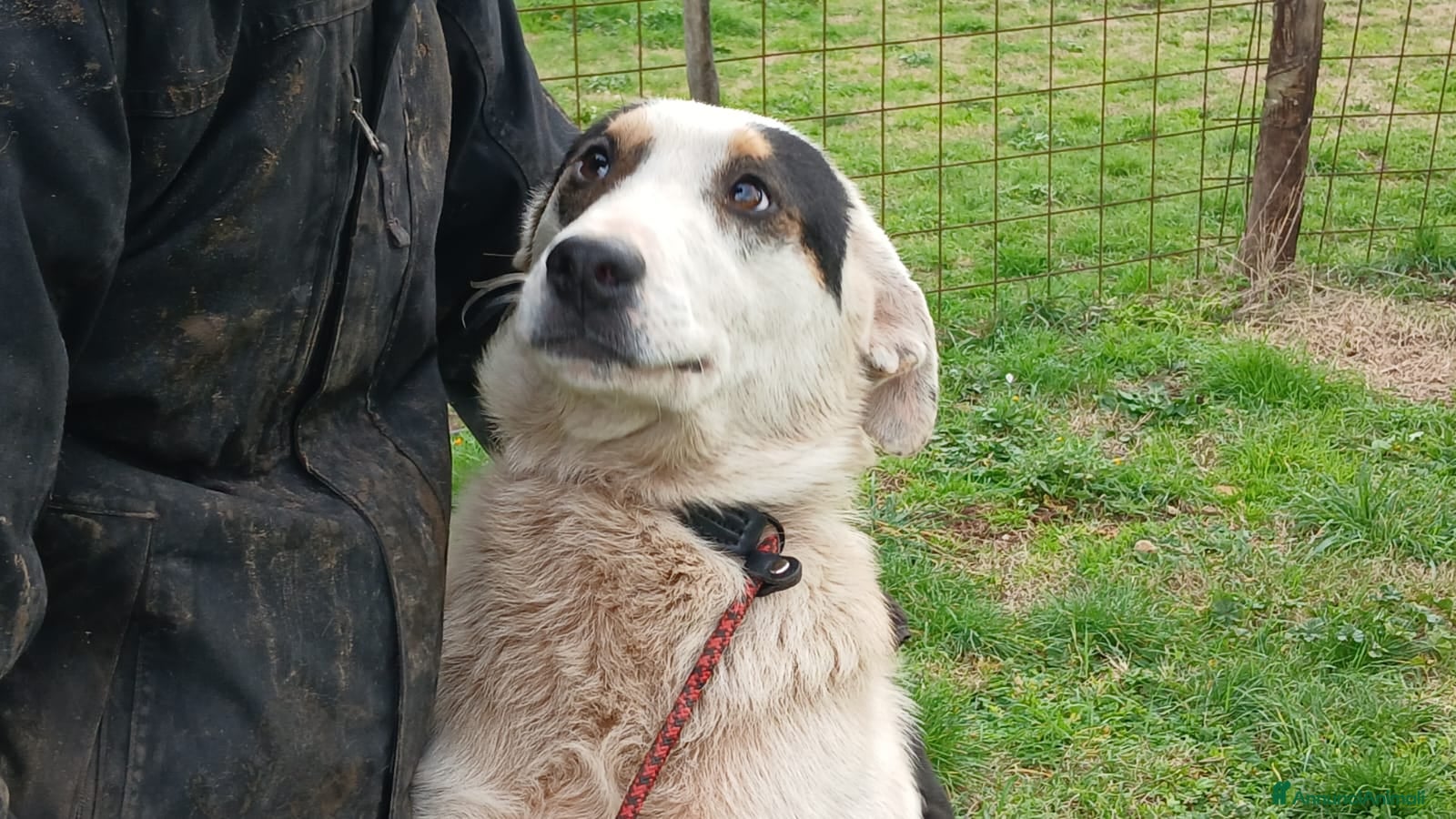 Meticcio cani LO SPLENDIDO ARAMIS CERCA UNA CASA PER LA VITA - Annuncio 25