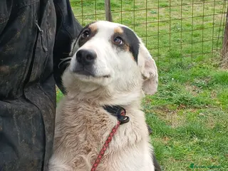 Meticcio cani LO SPLENDIDO ARAMIS CERCA UNA CASA PER LA VITA - Annuncio 25