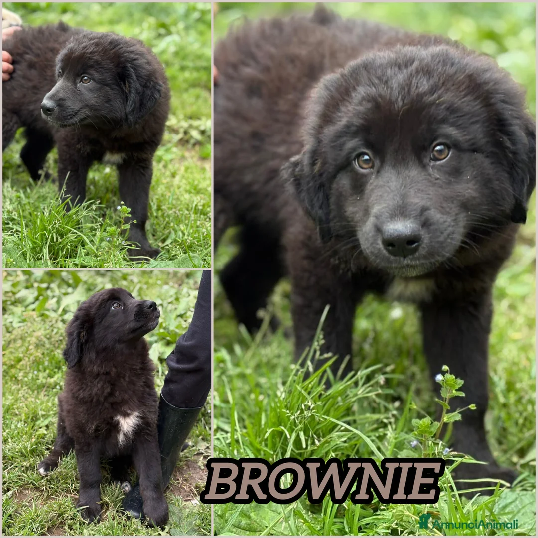 Meticcio cani in regalo: UNA MAMMA PER BROWNIE a Provincia di Varese - Annuncio 2