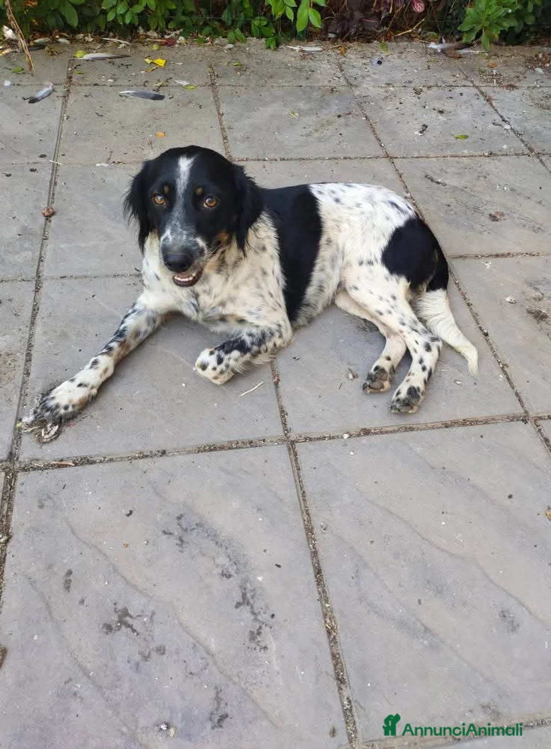 Meticcio cani in regalo: Adozione simil setterina Betty  - Annuncio 3