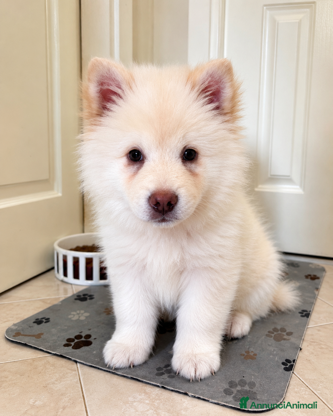 Chow Chow cani in vendita: Vendo bellissima Chow Chow a Città metropolitana di Milano - Annuncio 3