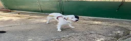 Meticcio cani in regalo: Sissi cagnolona stupenda - Annuncio 10