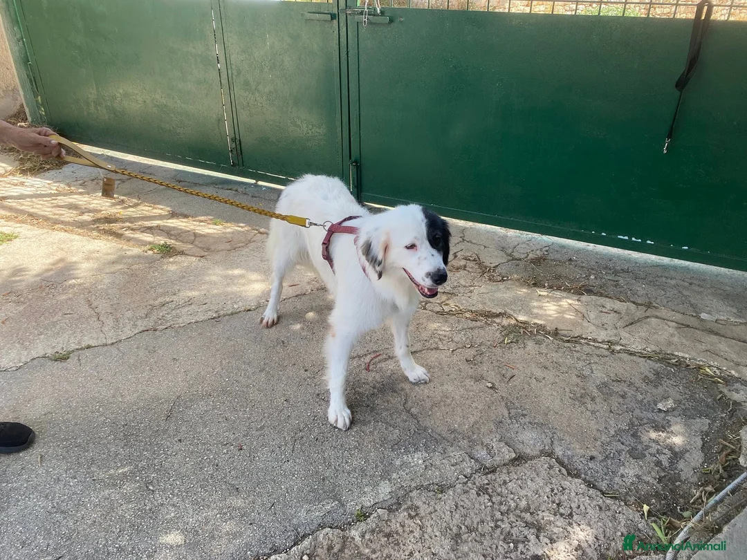 Meticcio cani in regalo: Sissi cagnolona stupenda - Annuncio 10