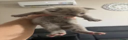 British gatti in vendita: Bellissimi gattini cercano una mamma e un papà a Provincia di Foggia - Annuncio 5