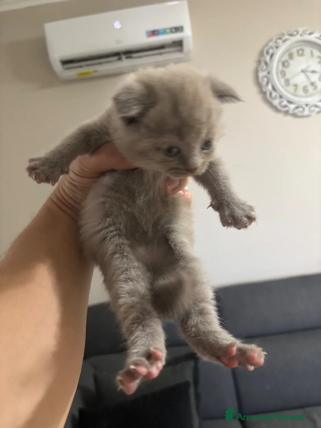 British gatti in vendita: Bellissimi gattini cercano una mamma e un papà - Annuncio 13