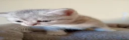 Scottish gatti in vendita: Adorabili cuccioli in cerca di casa - Annuncio 7