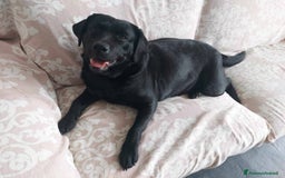 Labrador cani in regalo: REGALIAMO LABRADOR FEMMINA NERA 4 ANNI a Provincia di Monza e della Brianza - Immagine 2