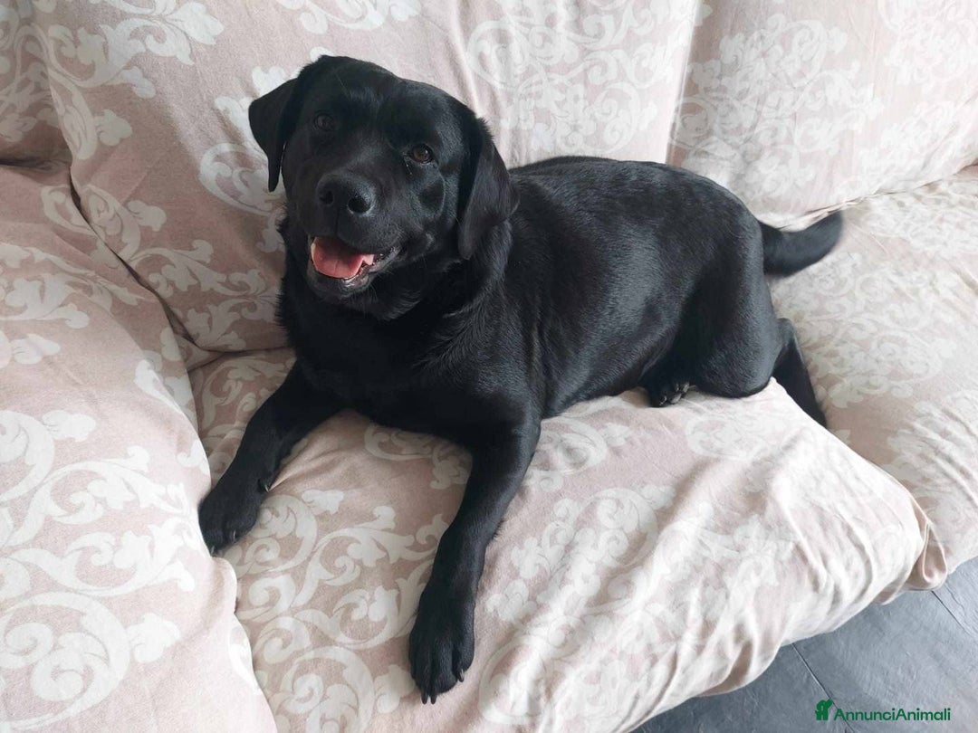 Labrador cani in regalo: REGALIAMO LABRADOR FEMMINA NERA 4 ANNI a Provincia di Monza e della Brianza - Immagine 2
