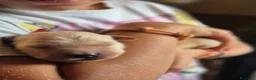 Golden Retriever cani in vendita: Allevamento professionale  cucciolata inglese - Annuncio 2