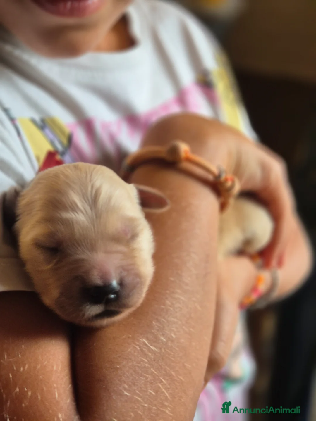 Golden Retriever cani in vendita: Allevamento professionale  cucciolata inglese - Annuncio 2