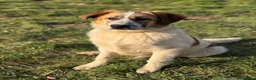 Meticcio cani in regalo: ARONNE, super PASTORINO dalla bontà sconfinata! - Annuncio 5