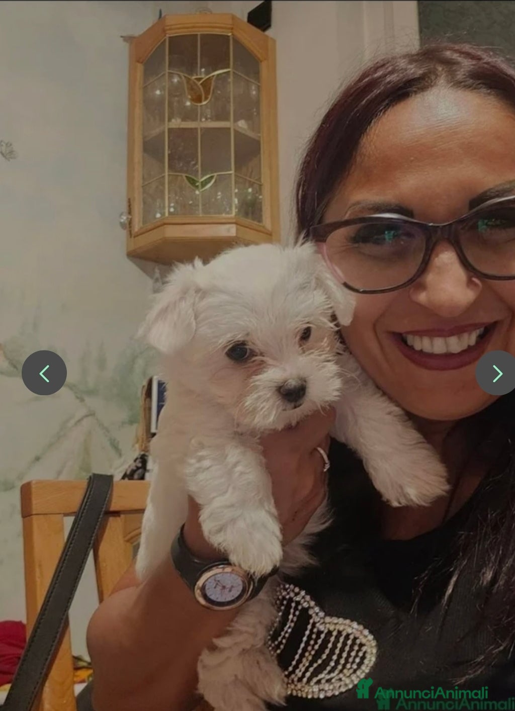 Maltese cani Maltese - Annuncio 2