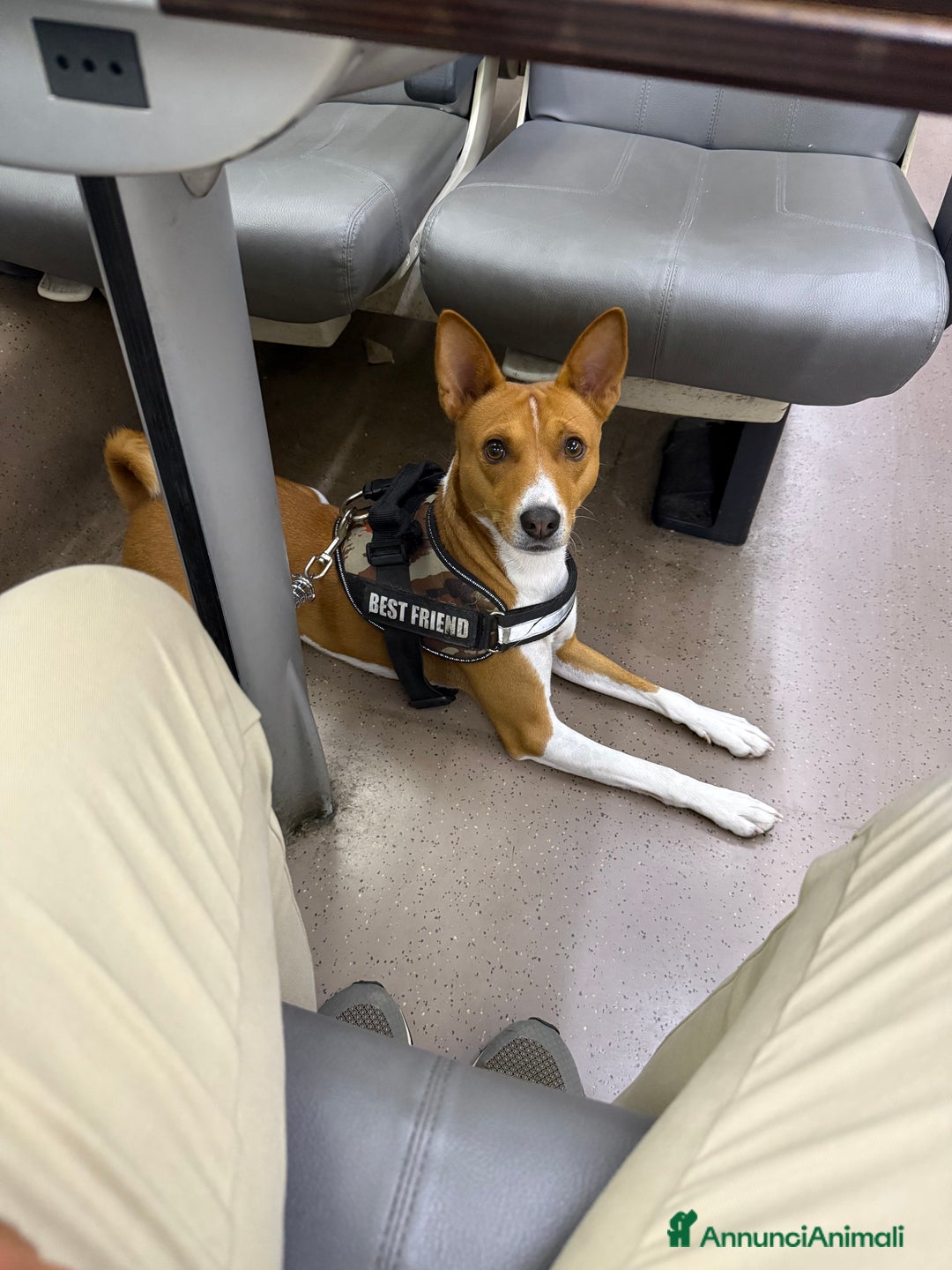 Basenji cani per accoppiamento: Bansenji purissimo - Annuncio 4