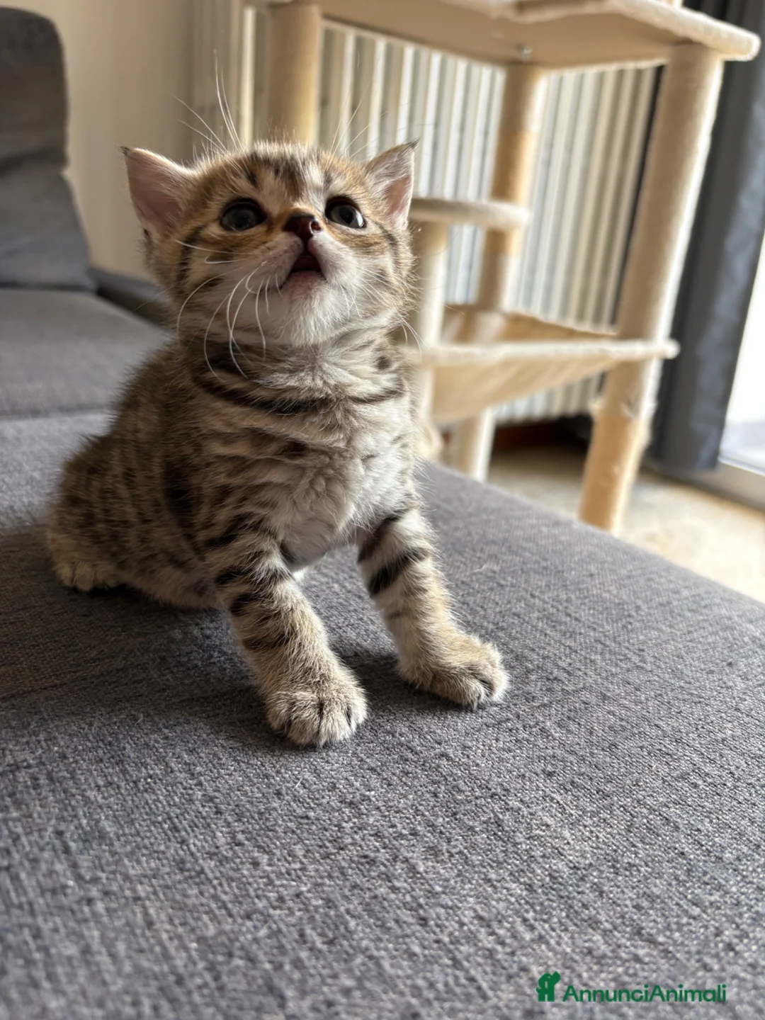 Scottish gatti in vendita: Scottish in vendita a Provincia di Bergamo - Annuncio 4