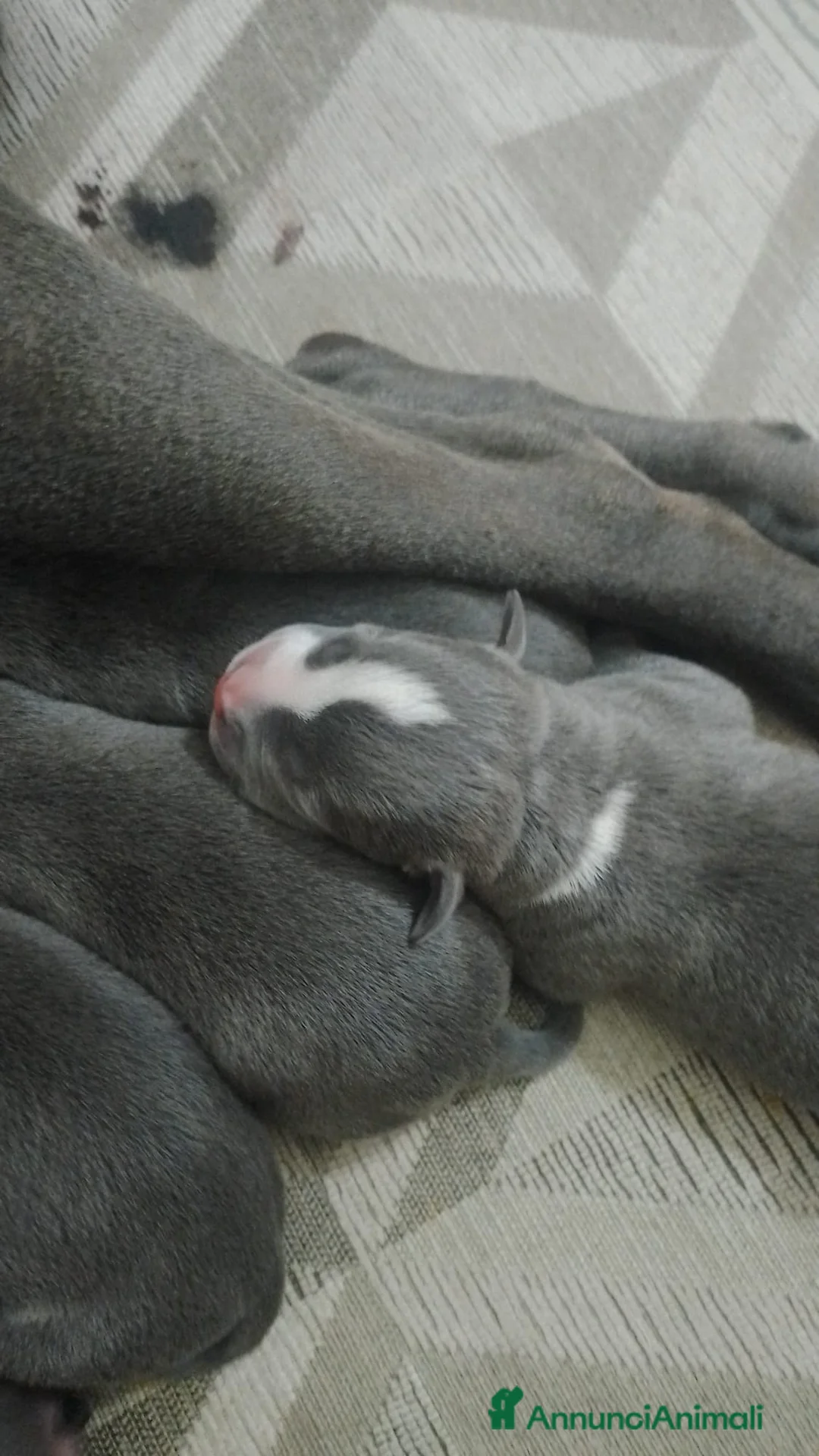 American Staffordshire cani in vendita: Cucciolata Amstaff Blu Puglia Campania Calabria - Annuncio 4