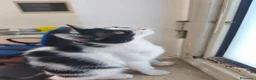 Meticcio gatti in regalo: Zac, il fascinoso  - Annuncio 9