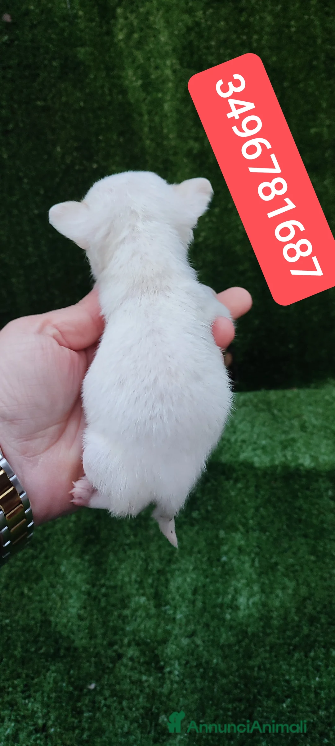 Chihuahua cani in vendita: CHIHUAHUA stupenda cucciolottina - Annuncio 3