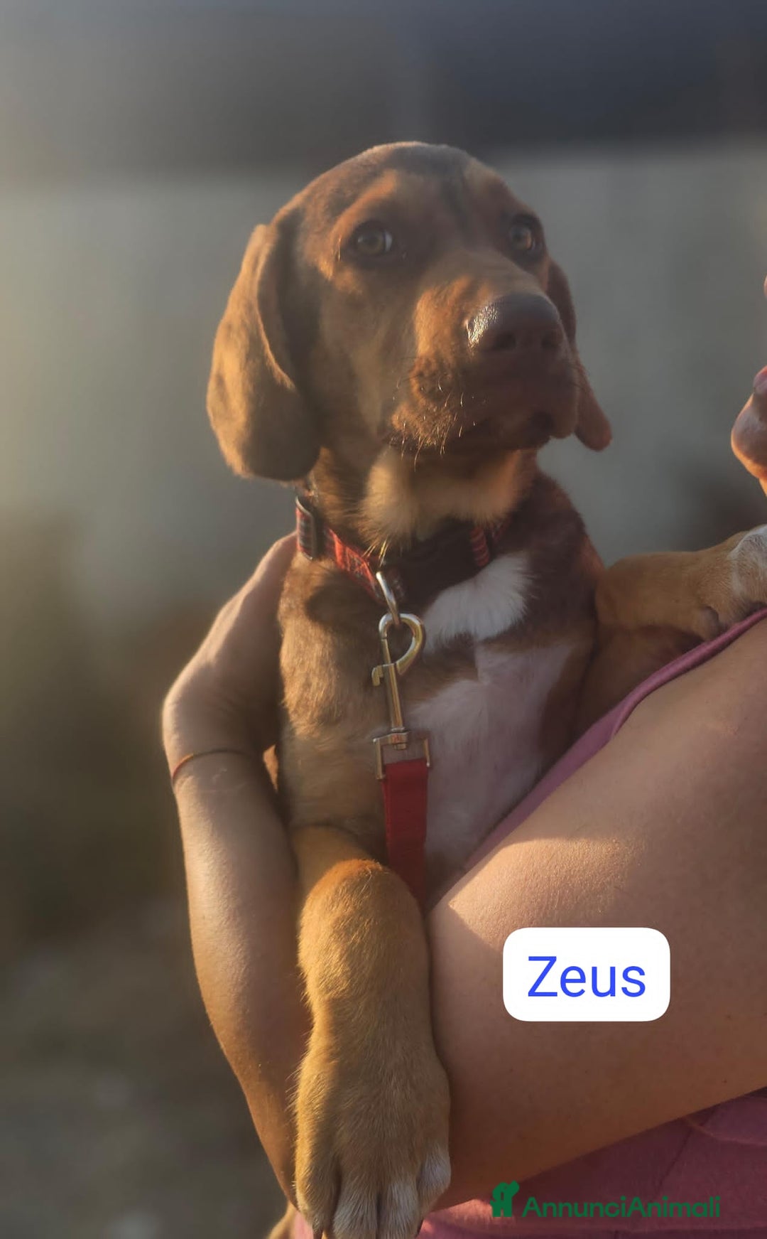 Altre razze cani in regalo: ZEUS E ZELDA - Immagine 2