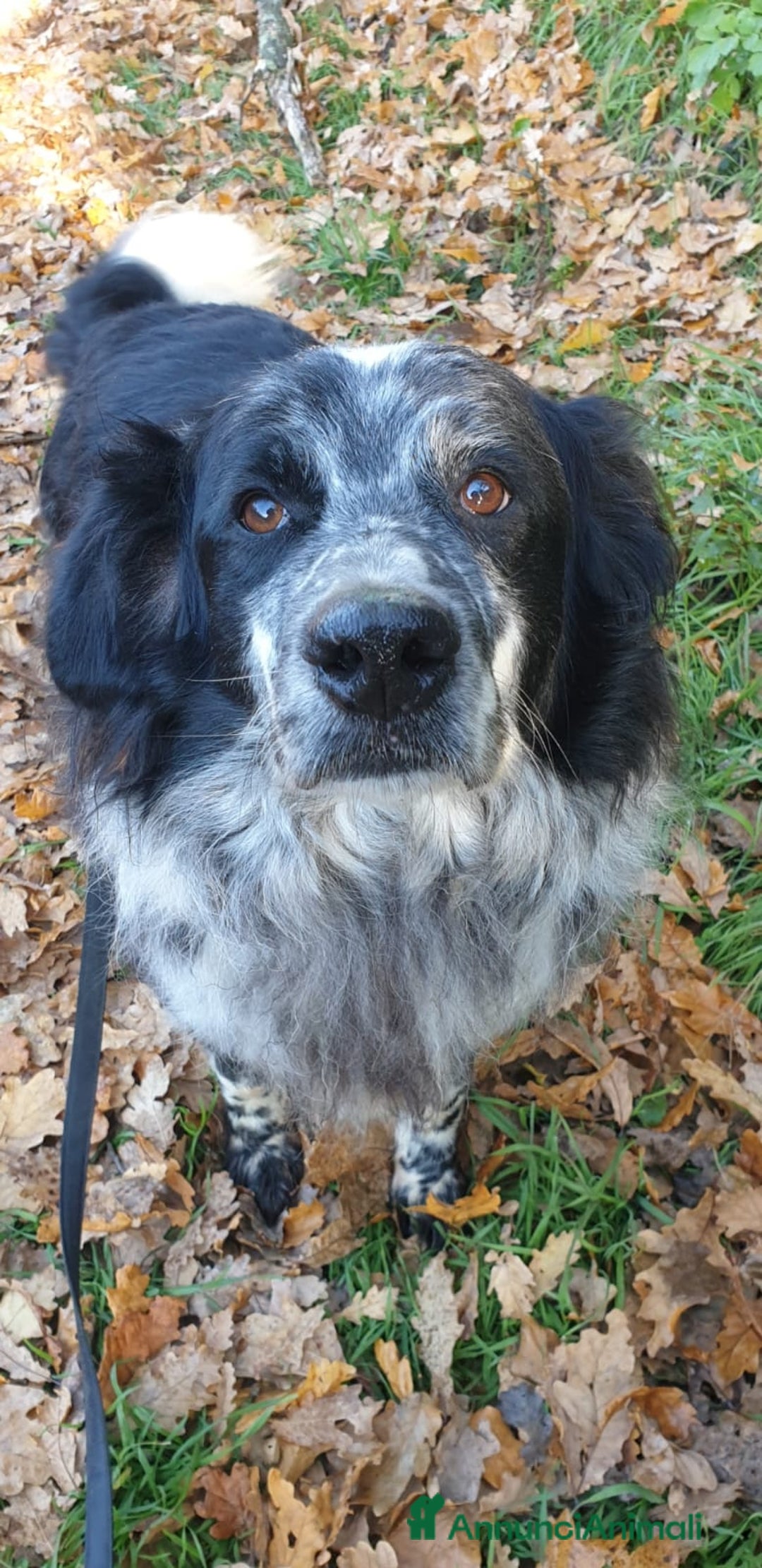 Meticcio cani in regalo: 2fratelli mix caccia vissuti 9anni in 1lager.ROMA a Città metropolitana di Milano - Annuncio 1