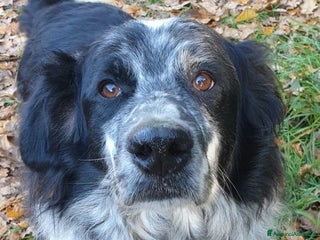 Meticcio cani 2fratelli mix caccia vissuti 9anni in 1lager.ROMA a Città metropolitana di Milano - Annuncio 1