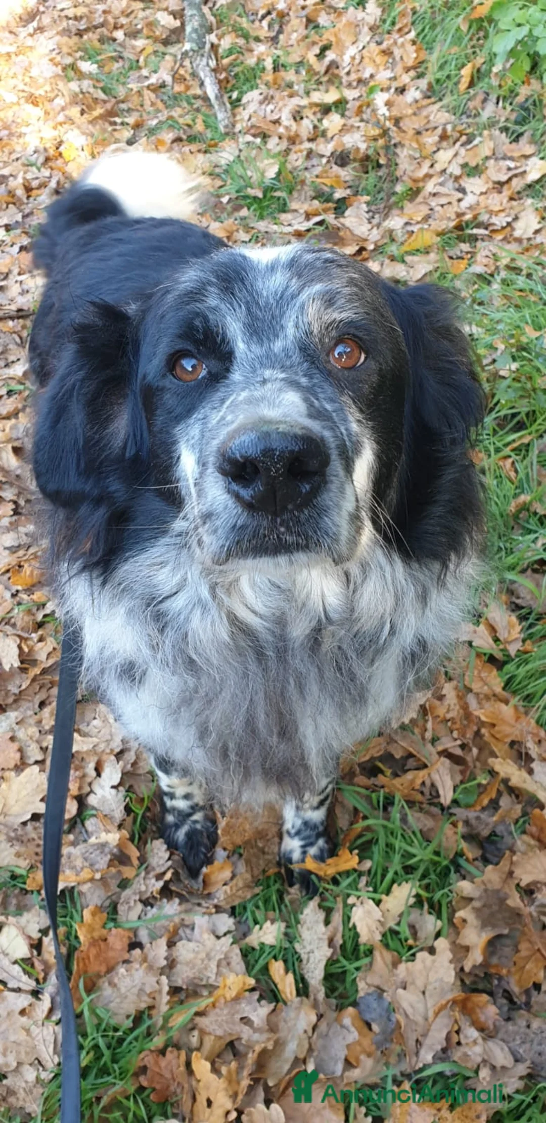 Meticcio cani in regalo: 2fratelli mix caccia vissuti 9anni in 1lager.ROMA a Città metropolitana di Milano - Annuncio 1