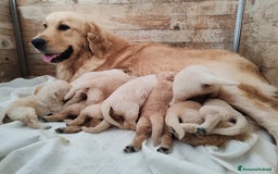 Golden Retriever cani in vendita: GOLDEN CUCCIOLI CON PEDIGREE ENCI - REGGIO EMILIA a Reggio Emilia - Immagine 2