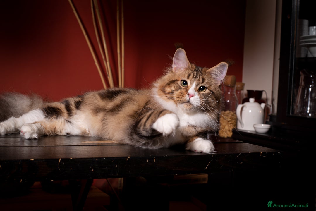 Immagine della galleria {{count}}