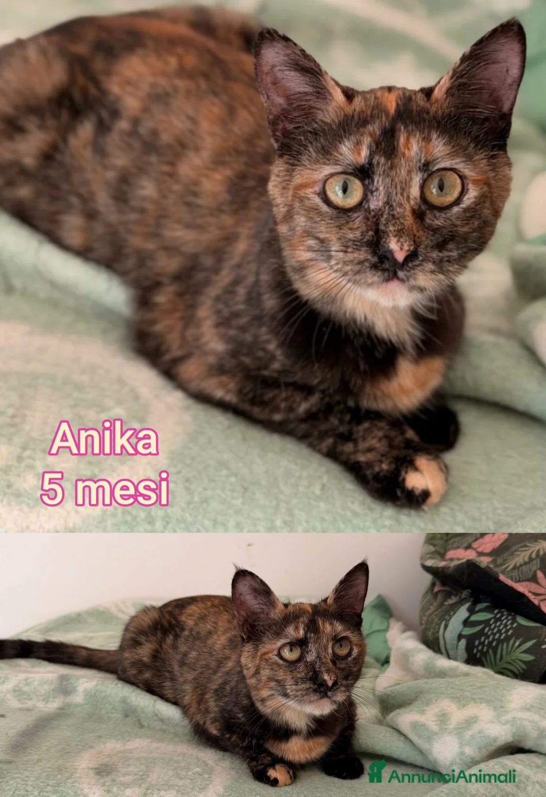 Altre razze gatti in regalo: ADOTTA UN GATTINO! a Provincia di Reggio Emilia - Annuncio 6