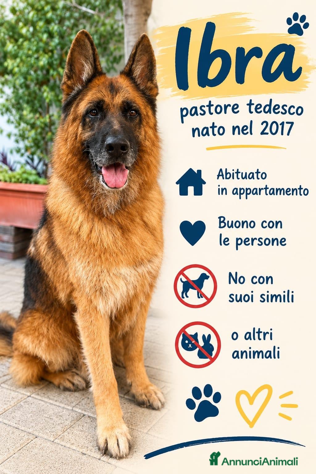 Pastore Tedesco cani IBRA PASTORE TEDESCO - Annuncio 4