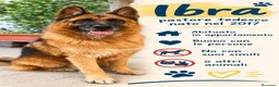 Pastore Tedesco cani in regalo: IBRA PASTORE TEDESCO - Annuncio 1