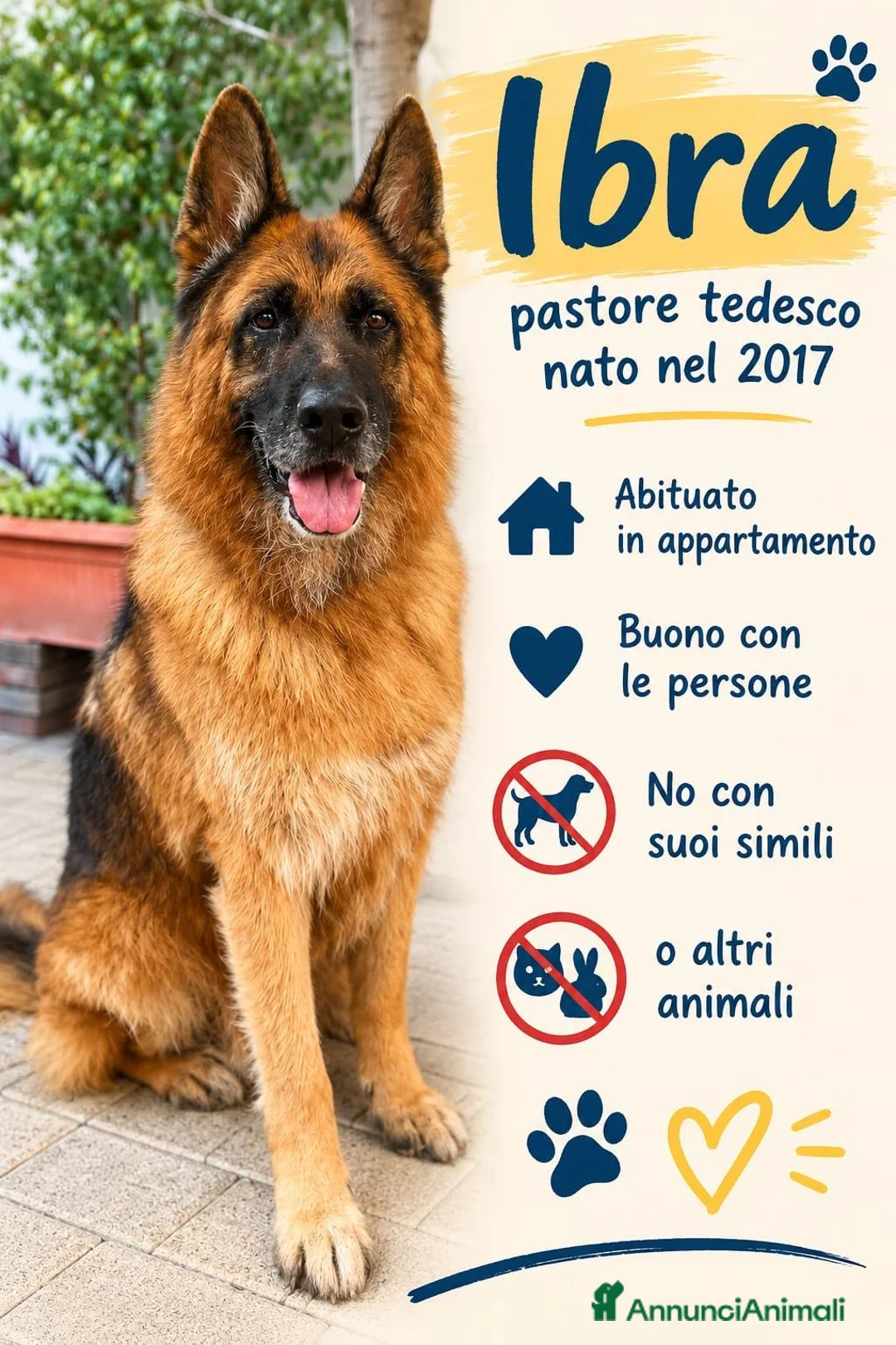 Pastore Tedesco cani in regalo: IBRA PASTORE TEDESCO - Annuncio 1
