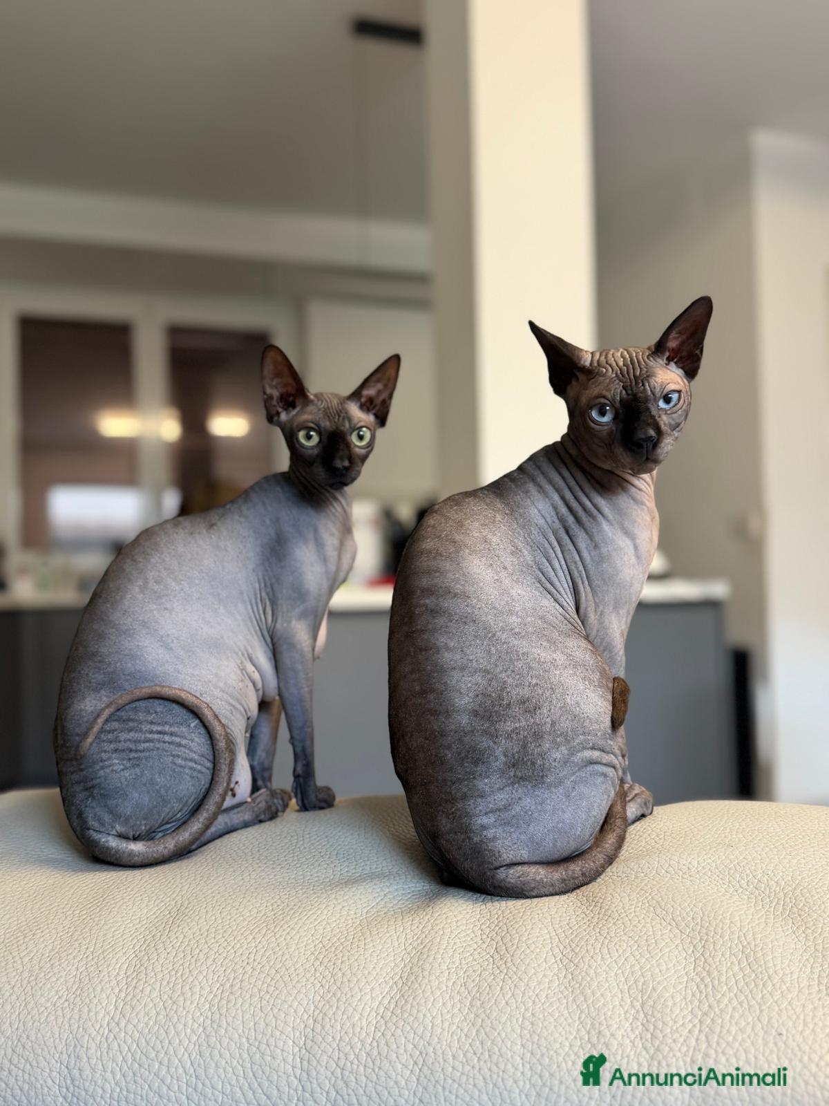 Sphynx gatti Cuccioli di canadian sphynz - Annuncio 4