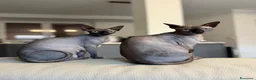 Sphynx gatti in vendita: Cuccioli di canadian sphynz a Città metropolitana di Milano - Annuncio 1