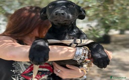 Meticcio cani in regalo: 8 cuccioli da salvare, 4 mesi: Gohan, Goku, ... a Provincia di Bergamo - Immagine 14