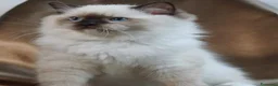 Ragdoll gatti in vendita: Splendidi cuccioli di ragdoll - Annuncio 2