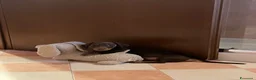 Bassotto Nano cani in vendita: Bassotto cioccolato nano  a Città metropolitana di Milano - Annuncio 7